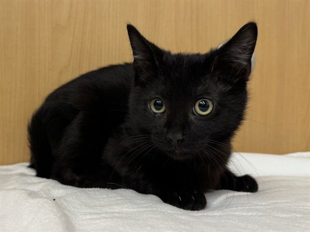 DRACO - Domestic Long Hair available for adoption