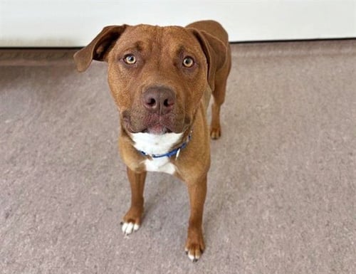 RED - Pit Bull Terrier available for adoption