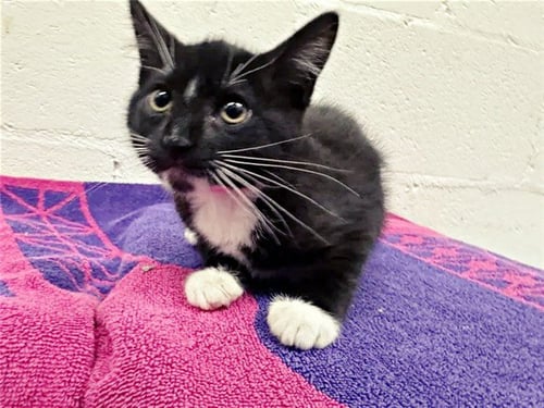 SOCKS - Domestic Short Hair available for adoption