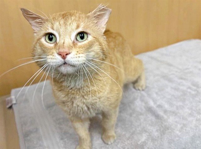 CHEDDAR Image