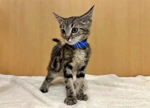 STRUCK - Domestic Short Hair available for adoption