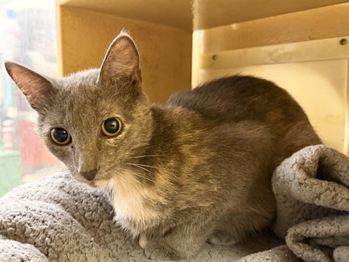 BONNIE - Domestic Medium Hair available for adoption