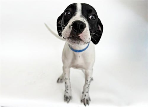 MERVIN - Terrier available for adoption