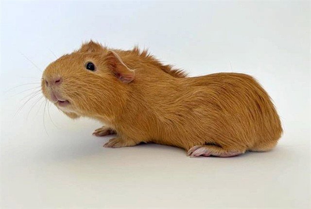 NOTORIOUS P.I.G. Image
