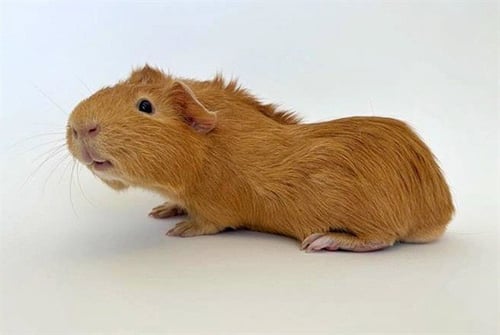 NOTORIOUS P.I.G. - Guinea Pig available for adoption