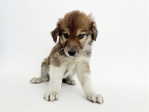 ANDREW - German Shepherd Dog available for adoption