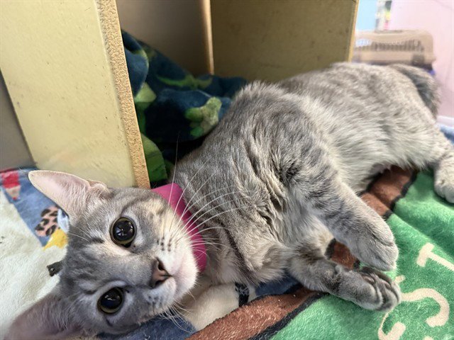 MACY Image