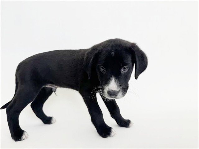 CROCKETT Image
