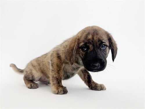 CAMPER - Terrier available for adoption