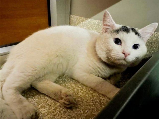 WALLY - Domestic Medium Hair available for adoption