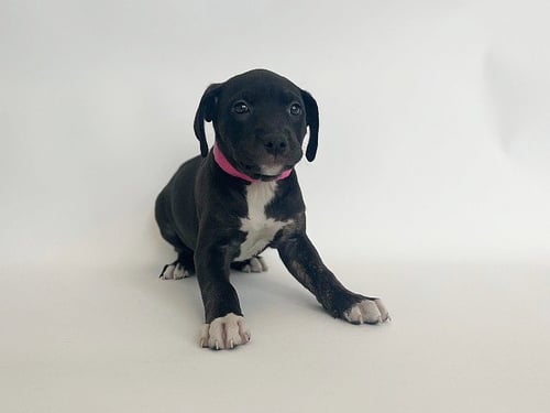 LAYLA - Labrador Retriever available for adoption