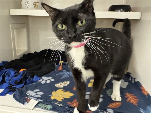 PURRSIA - Domestic Medium Hair available for adoption