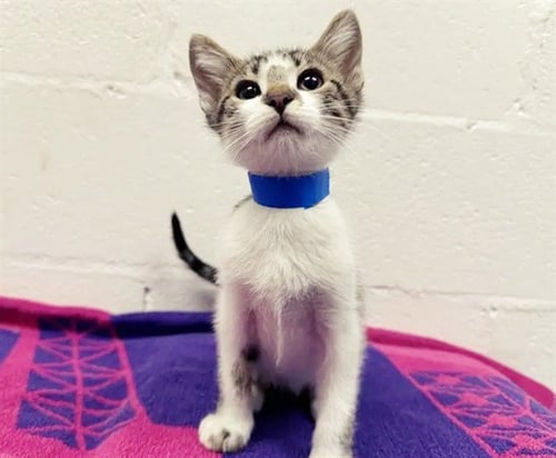 POKEY - Domestic Short Hair available for adoption