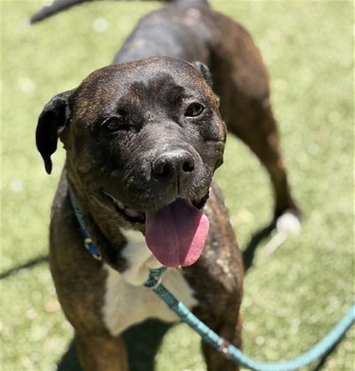 PEANUT BUTTER - Pit Bull Terrier available for adoption