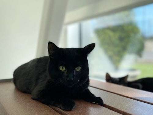 GRACIE - Domestic Short Hair available for adoption