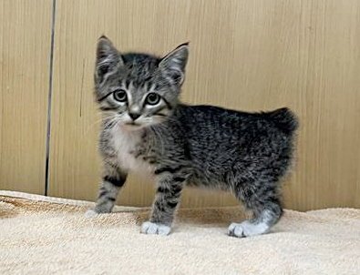 TORIBOY - Domestic Short Hair available for adoption