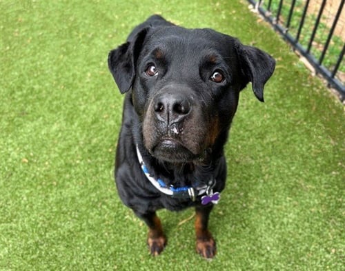 ROSIE - Rottweiler available for adoption
