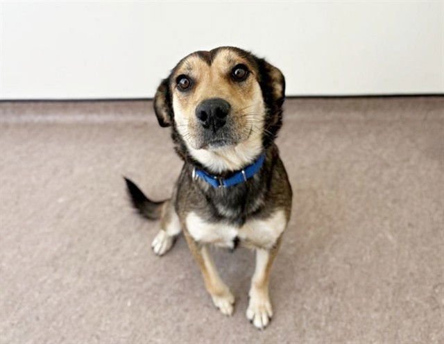 KITE - Terrier available for adoption