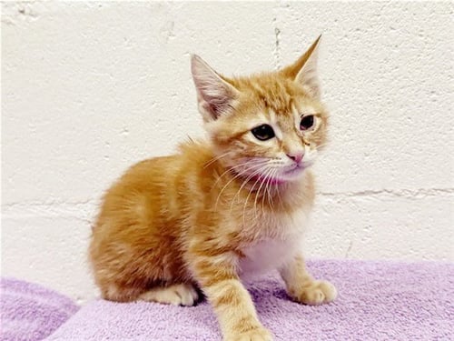 HIPPY - Domestic Short Hair available for adoption
