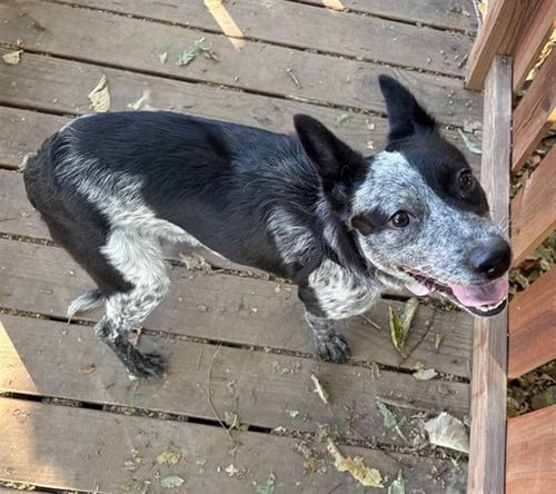 MARGO - Australian Cattle Dog/Blue Heeler available for adoption