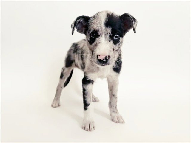 NELLY Image