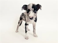 NELLY - Photo 1