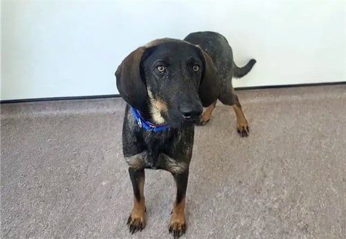 BROWNIE - Labrador Retriever available for adoption