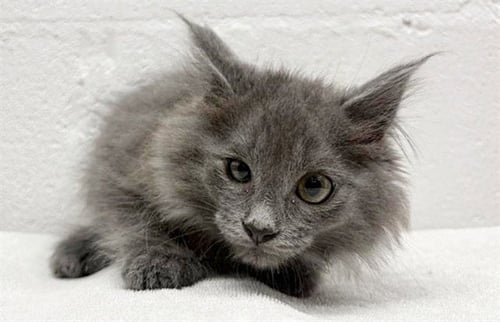 SHAWN - Domestic Medium Hair available for adoption