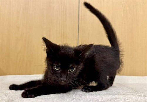 JENNY - Domestic Short Hair available for adoption