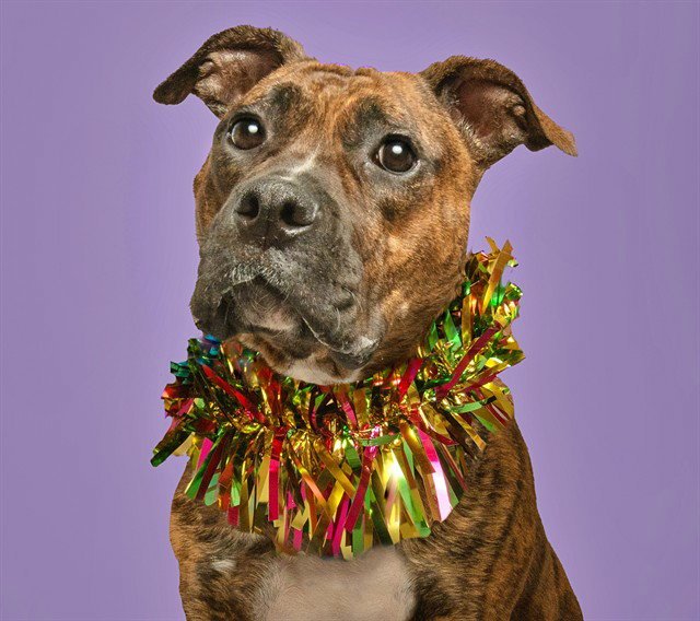 SADIE Image