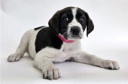 BLAZE - Terrier available for adoption