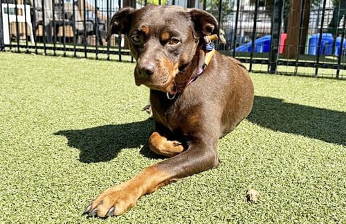 LADY BIRD - Pit Bull Terrier available for adoption