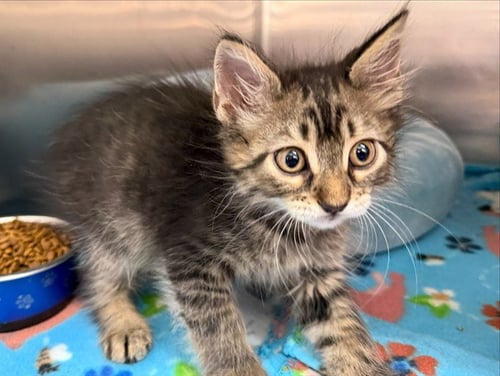 BILLY - Domestic Short Hair available for adoption