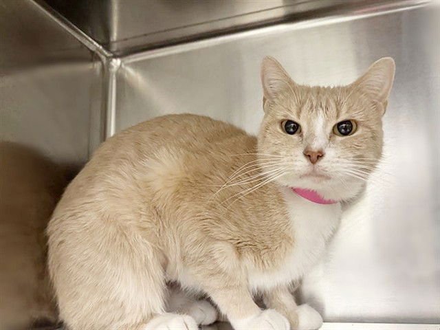 BLONDIE - Domestic Short Hair available for adoption