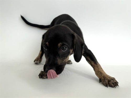 LOUIS VUITTON - Pit Bull Terrier available for adoption