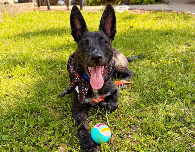 SAMPSON Image