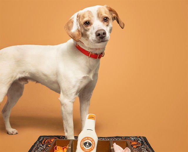 DEBO - Beagle available for adoption