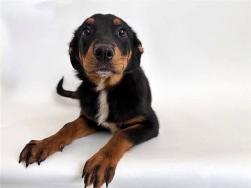 GIGGLES - Terrier available for adoption