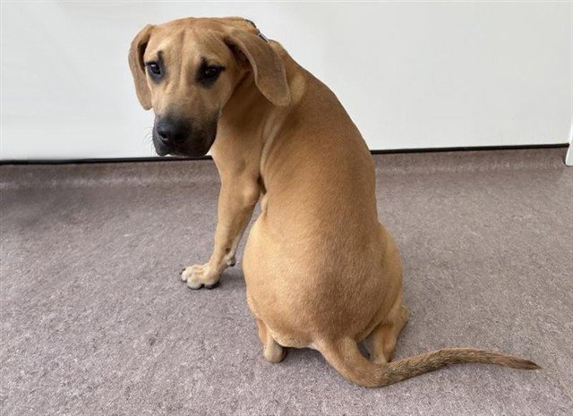 TANNER Image