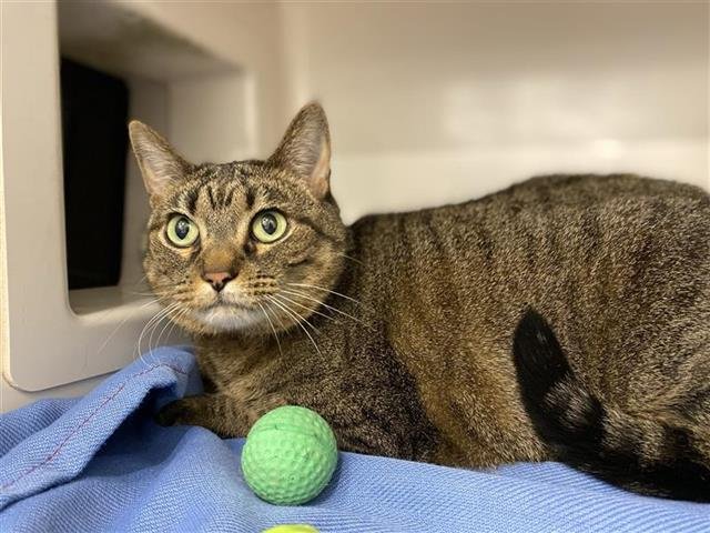 DORA - Domestic Short Hair available for adoption