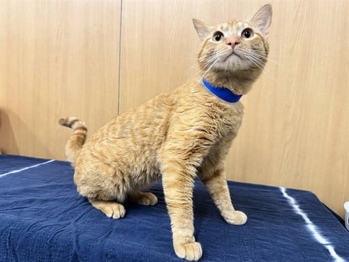 GOLDIE - Domestic Short Hair available for adoption