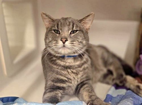 GREY - Domestic Long Hair available for adoption