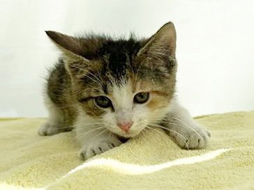 MOMO - Domestic Short Hair available for adoption