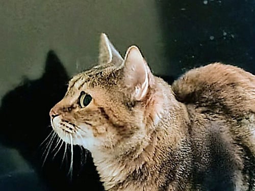 SADIE - Domestic Short Hair available for adoption