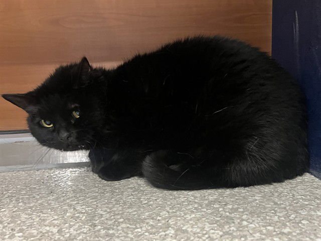 MISS KITTY - Domestic Short Hair available for adoption