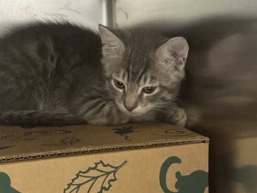 DONATELLO - Domestic Short Hair available for adoption