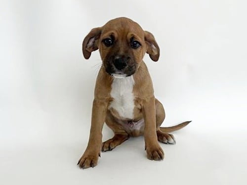 MOON - Pit Bull Terrier available for adoption
