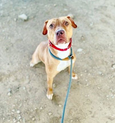 SCORPION - Terrier available for adoption