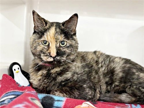 FLOWER - Domestic Short Hair available for adoption