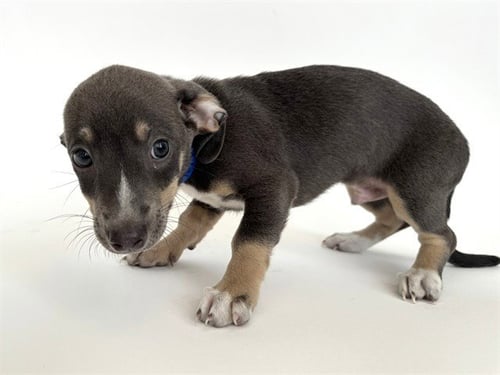 RALPH LAUREN - Pit Bull Terrier available for adoption